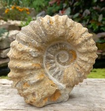 Large Fossil Ammonite
