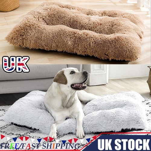 Large luxury fur - luxury, cat