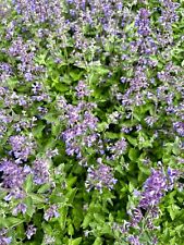Herb - Catmint - Catnip - Nepeta Cataria - 1500 seeds