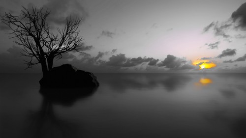 Black and white - white, tree