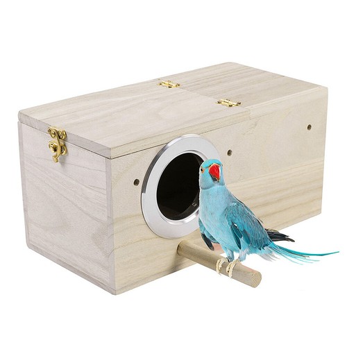 Wood parrot budgie - parrot, lovebirds