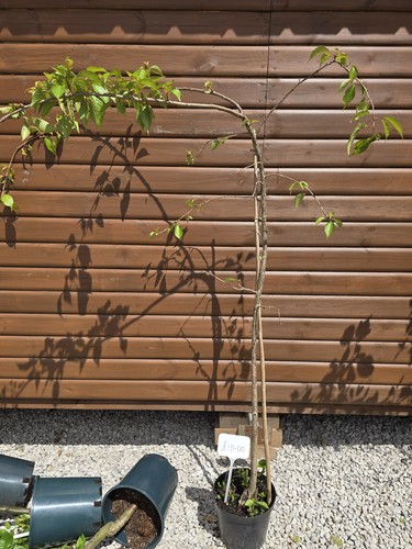 Prunus weeping cherry tree - prunus,