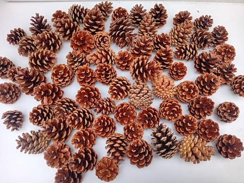 Pine cones natural medium - cones,