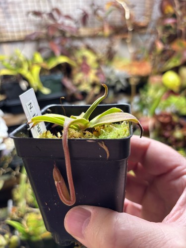 Nepenthes bongso tropical - bongso,,