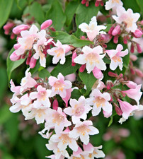 Kolkwitzia amabilis 'Pink