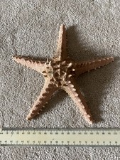 Large Natural Dried Knobby