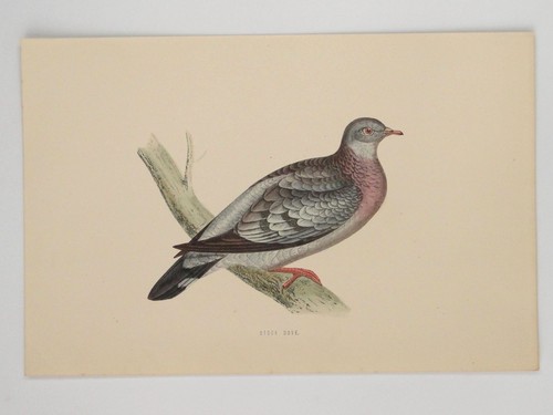 Stock dove british - stock,