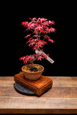 Deshojo Acer Bonsai S shape