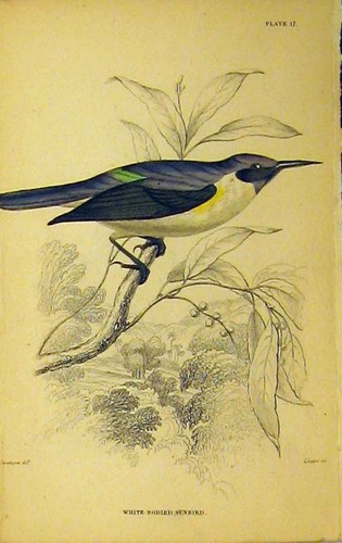 Original old antique print - antique,