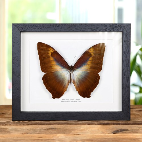 Morpho cisseis orange form - orange,