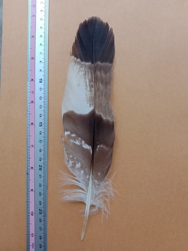 Large hawk wing feathers - large,