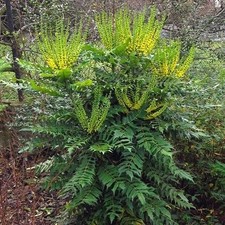 Mahonia Media Winter Sun Oregon Grape Outdoor Evergreen Shrub Hardy Plant in Pot