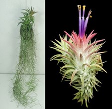 Tillandsia ionantha with