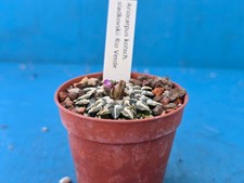 ARIOCARPUS KOTSCHOUBEYANUS SLADKOVSKII RIO VERDE 3.5CM CACTUS PLANT