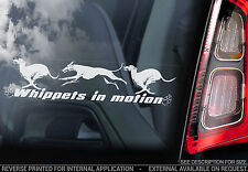 Whippets in Motion - Car
