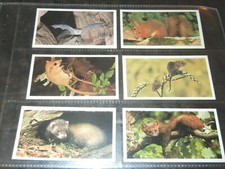 1990 Grandee BRITAIN"S