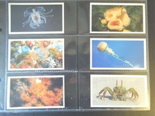  Grandee LIVING OCEAN deep sea