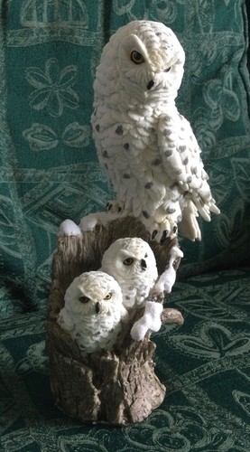 Beautiful white owl - owl, with