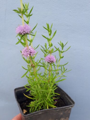 Water spearmint preslia - 1,