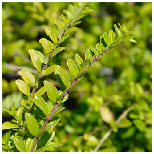 Lonicera nitida hedging - lonicera,