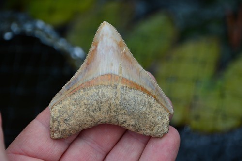 Mega megalodon shark tooth - mega,