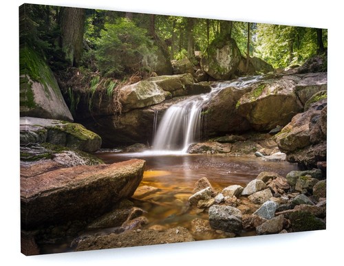 Woodland forest trees water - woodland,
