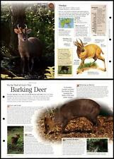 Muntjac #166 Mammals - Discovering Wildlife Fact File Fold-Out Card