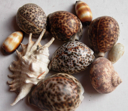 Collection sea shells 5 - collection, shells,