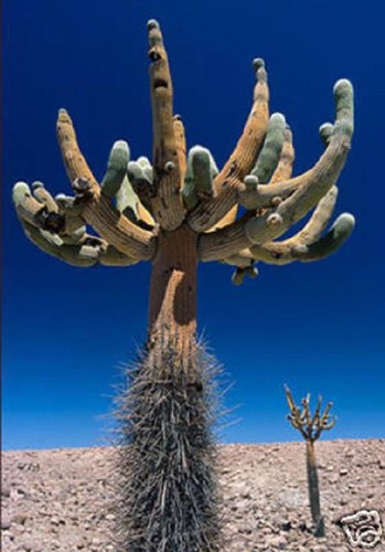 Browningia candelaris cacti - candelaris,@,