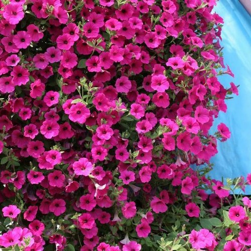 Trailing petunia purple - purple, velvet
