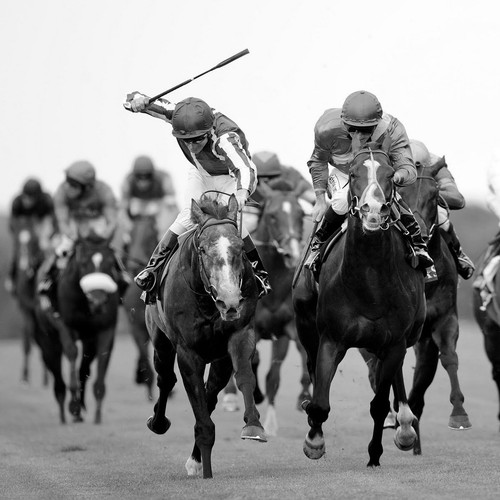 Double digit winners horse - double-digit,