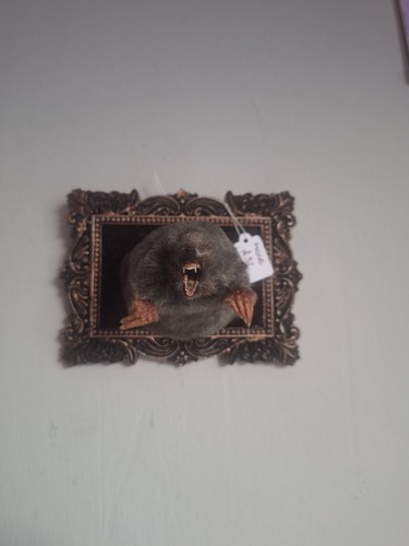 Taxidermy mole wall mounted - mole,