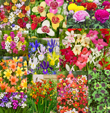 Summer Flowering Bulbs Many Flower Varieties Plant Now For Your Beautiful Garden