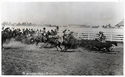 Wild cow race - race., on