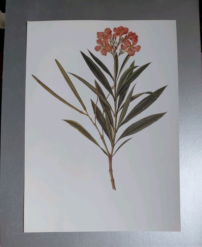 Botanical print oleander rose - botanical,
