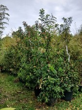 Portuguese Laurel Hedging Plants Super Healthy Bushy 35L Potted 200cm+ Hardy