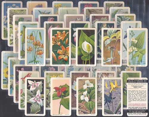 Brooke bond full set - brooke,