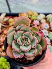 Echeveria Red Victory