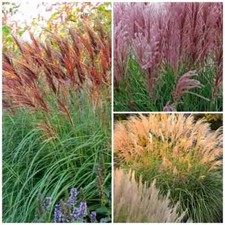 Miscanthus Sinensis "New