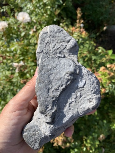 Marine reptile jurassic fossil - reptile,