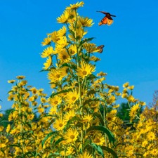 Sunflower MAXIMILIAN Perennial