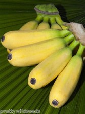 10 X MUSA BALBISIANA EDIBILE Banana Plant Tropical Seeds  FROST HARDY 