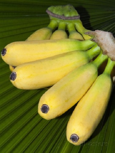 Musa balbisiana edibile - 10,