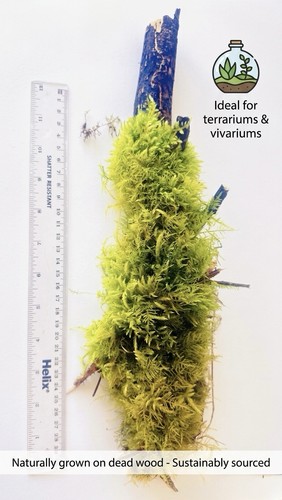 Live moss natural wood - live, on