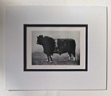PARSONS Shorthorn Bull, 1918