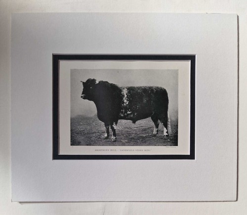 Parsons shorthorn bull - parsons,