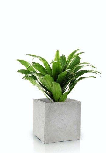 Large flowerpot cube - large, indoor
