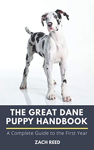 The great dane - the, puppy