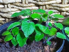 Scarlet Sage (S. coccinea) 3