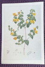 Print of Handsome Flat-pea by